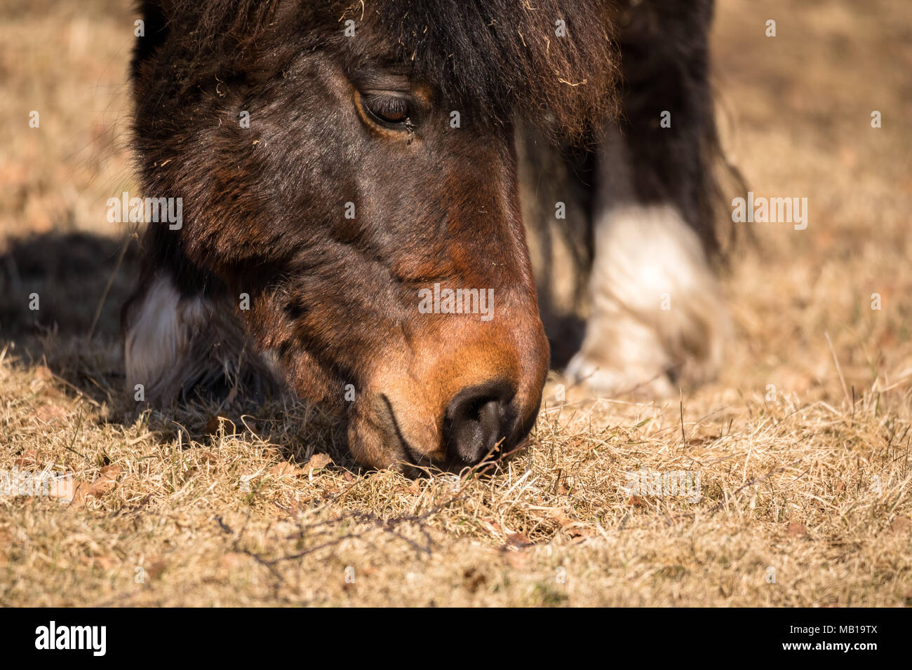 A close up of the muzzle of a pony grazing, eating brown winter grass in march Stock Photo