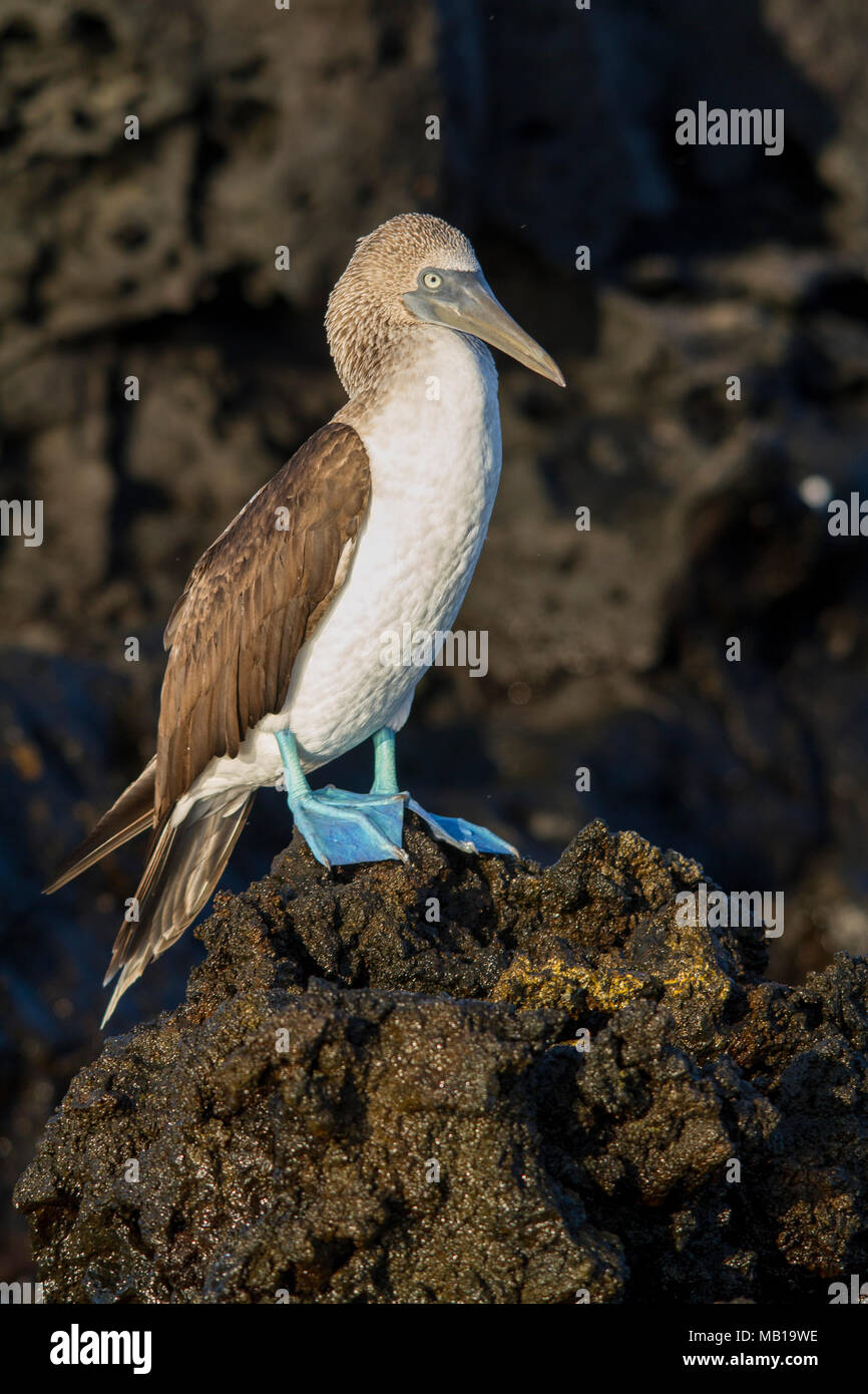 Blue footed booby (Sula nebouxii), Black Turtle Cove, Santa Cruz Island, Galapagos Islands, Ecuador Stock Photo