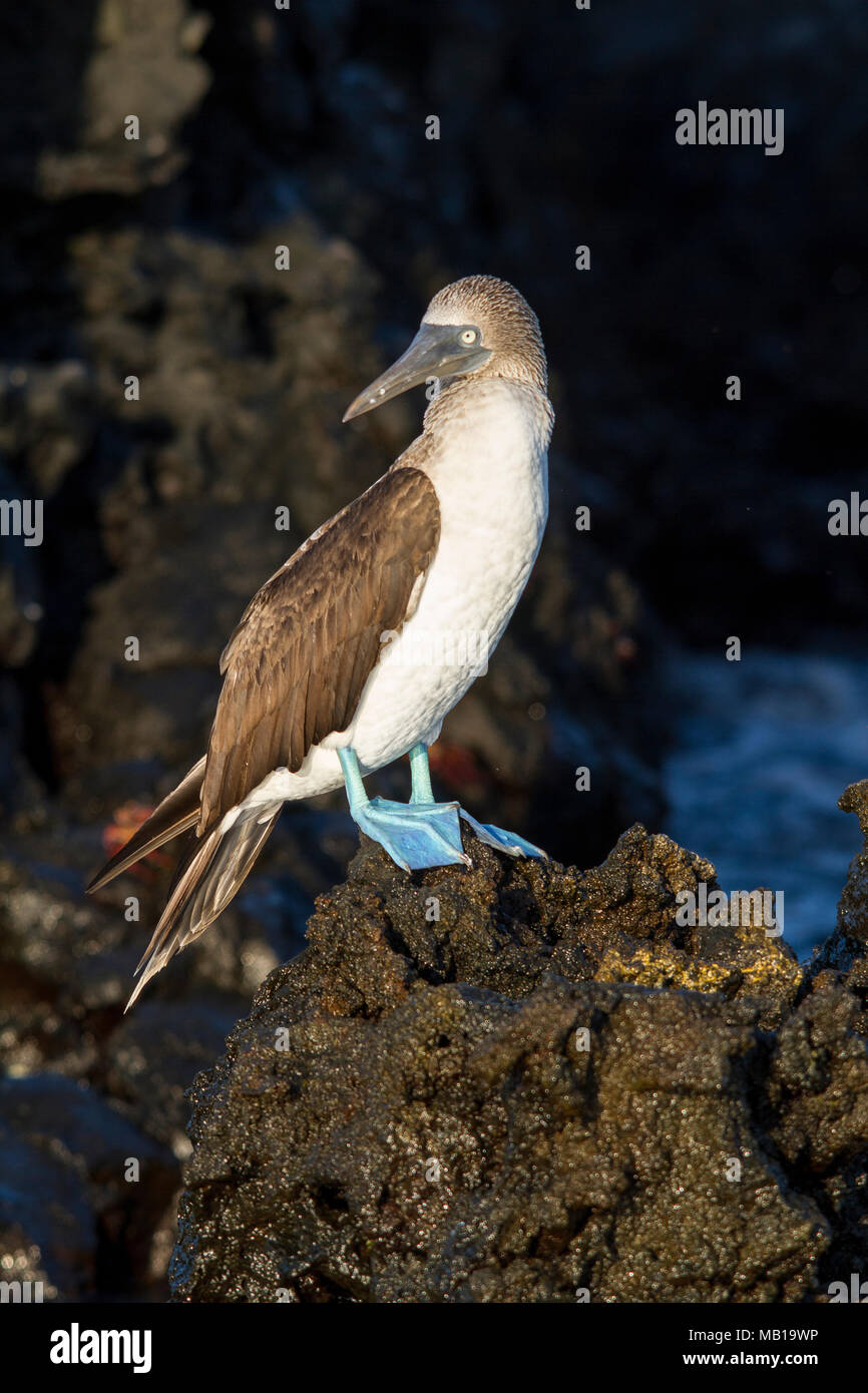 Blue footed booby (Sula nebouxii), Black Turtle Cove, Santa Cruz Island, Galapagos Islands, Ecuador Stock Photo