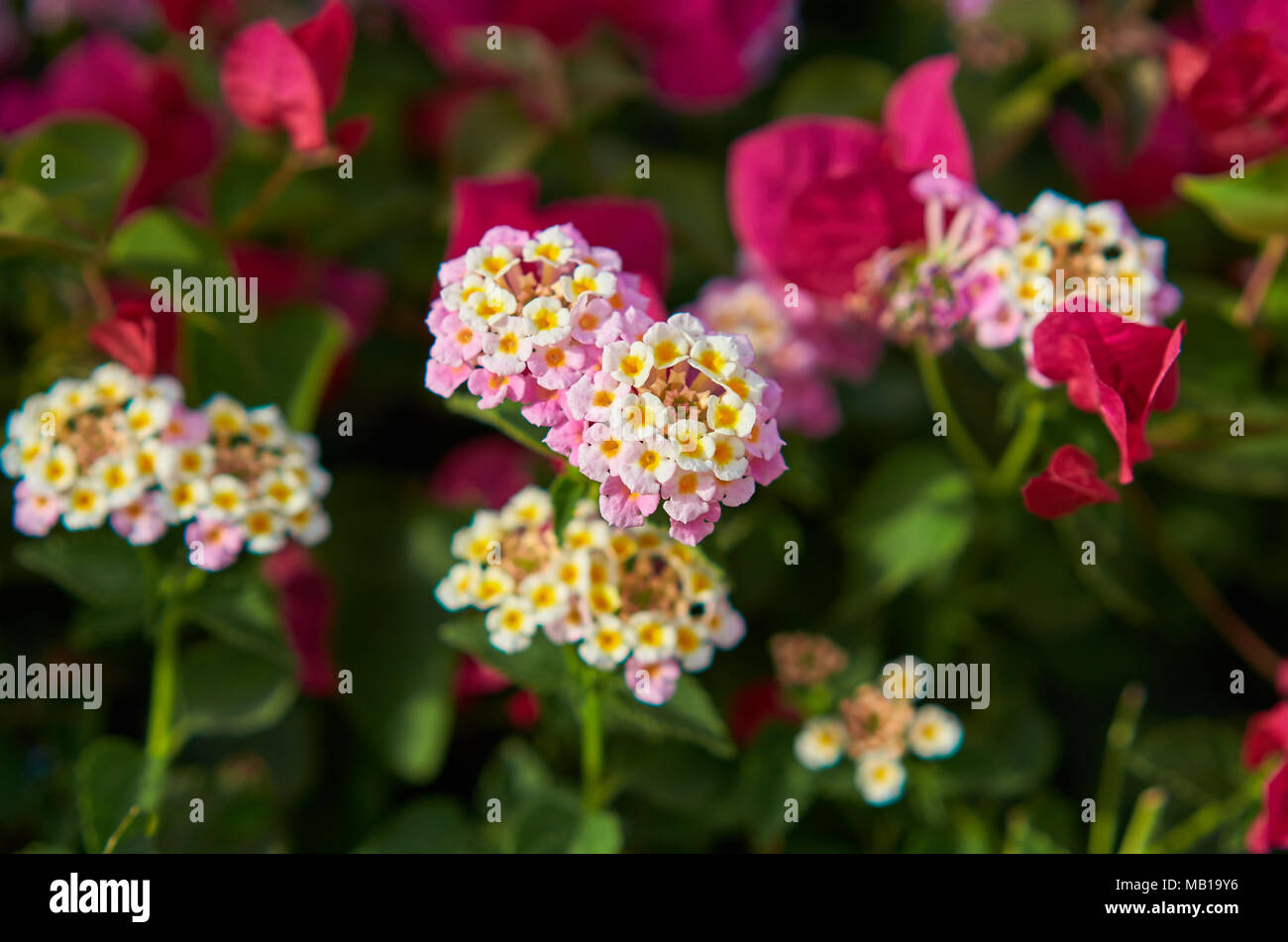 white tropical flower on a background of palm trees Stock Photo - Alamy