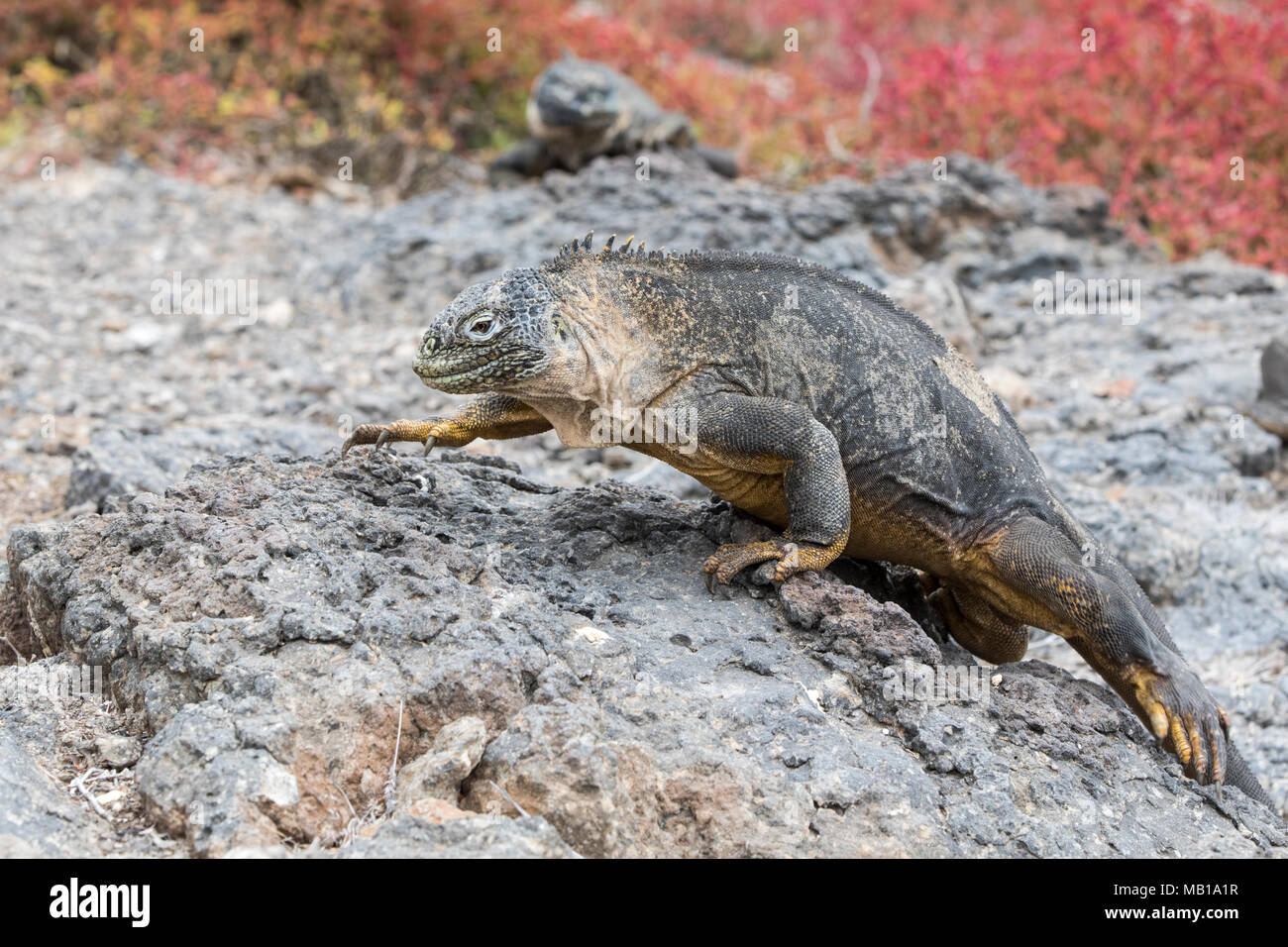 Land Iguana (Conolophus subcristatus), South Plaza Island, Galapagos Islands, Ecuador Stock Photo