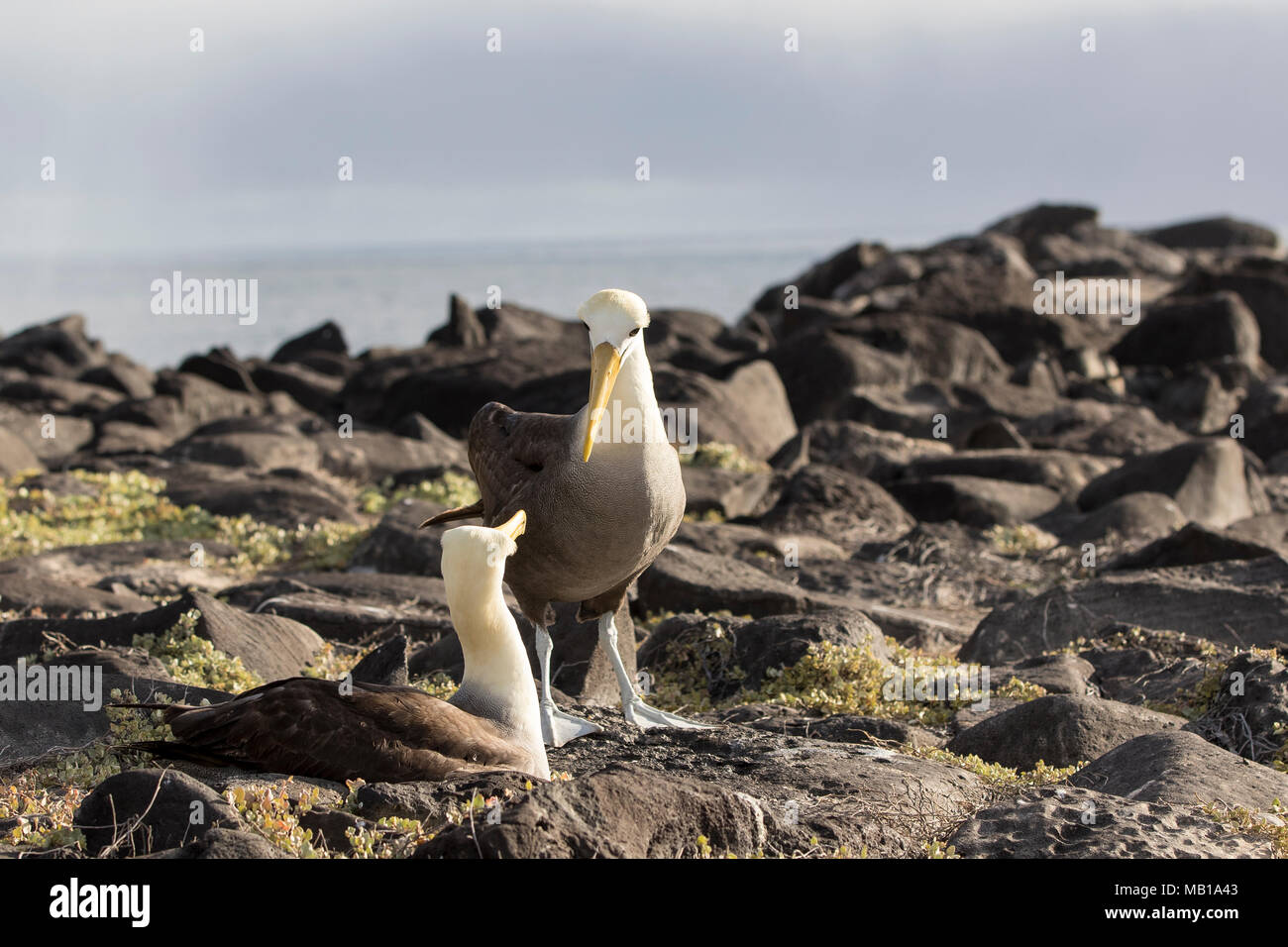 Waved Albatross (Phoebastria irrorata) nesting sequence, Punta Suarez, Espanola Island, Galapagos Islands, Ecuador Stock Photo