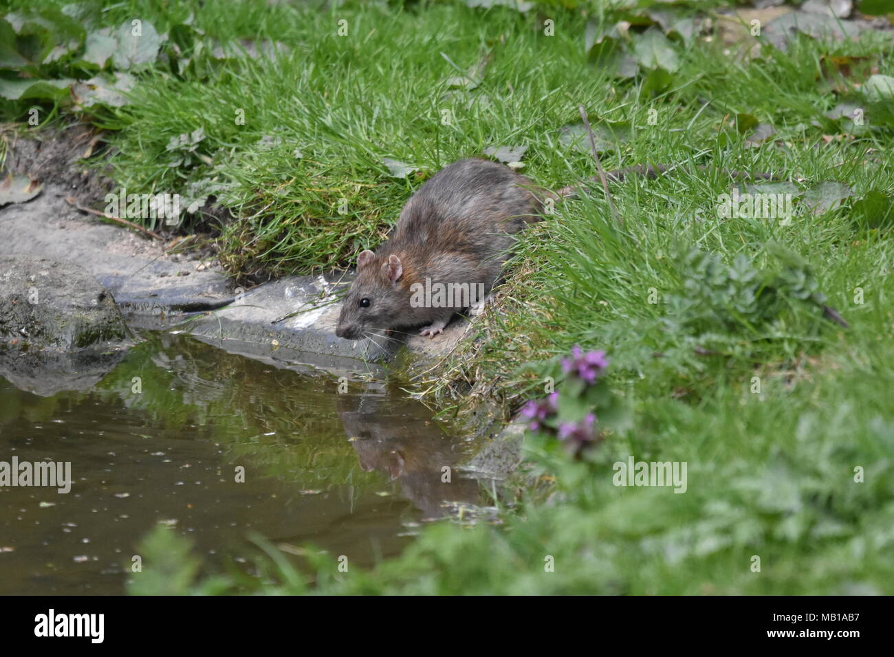 a brown rat with reflection getting a drink from the pond at rspb bempton cliffs near bridlighton Stock Photo
