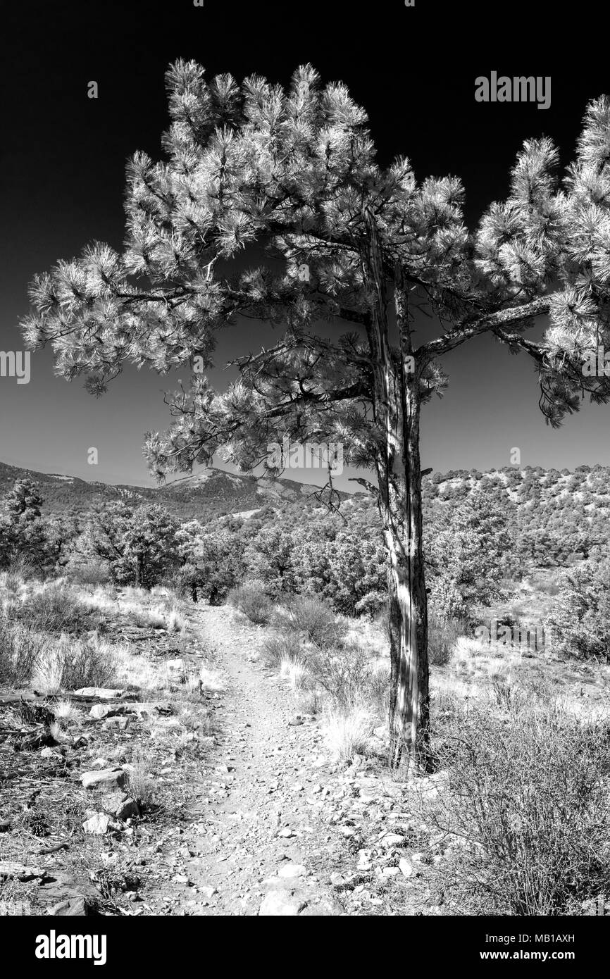 Infrared; black & white; Pinus ponderosa, ponderosa pine, bull pine, blackjack pine, western yellow pine, with Rocky Mountains beyond, Little Rainbow  Stock Photo