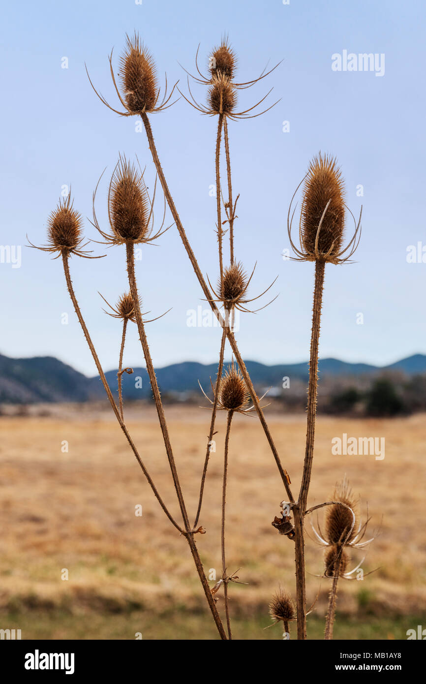 Cattails along the South Arkansas River; Vandaveer Ranch; Salida; Colorado; USA Stock Photo