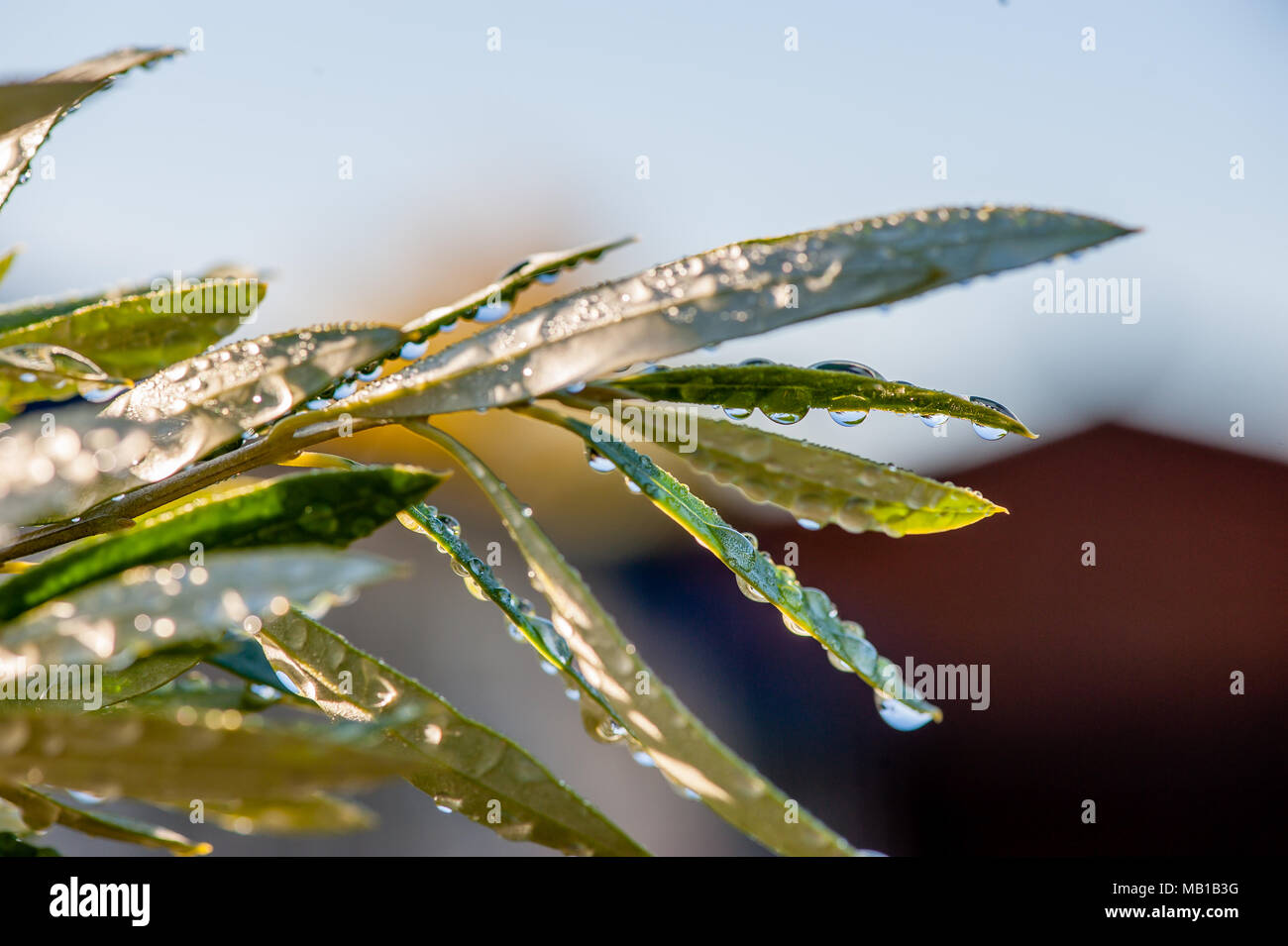 Olive tree leaves covered in wet morning dew water droplets, in bright sunshine Stock Photo