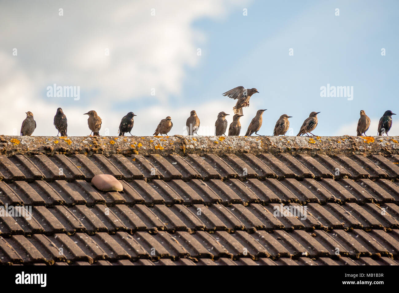 Make Space. A Starling flies in to roost on a roof ridge about to land in  the only space in a long line of other Starlings Stock Photo - Alamy