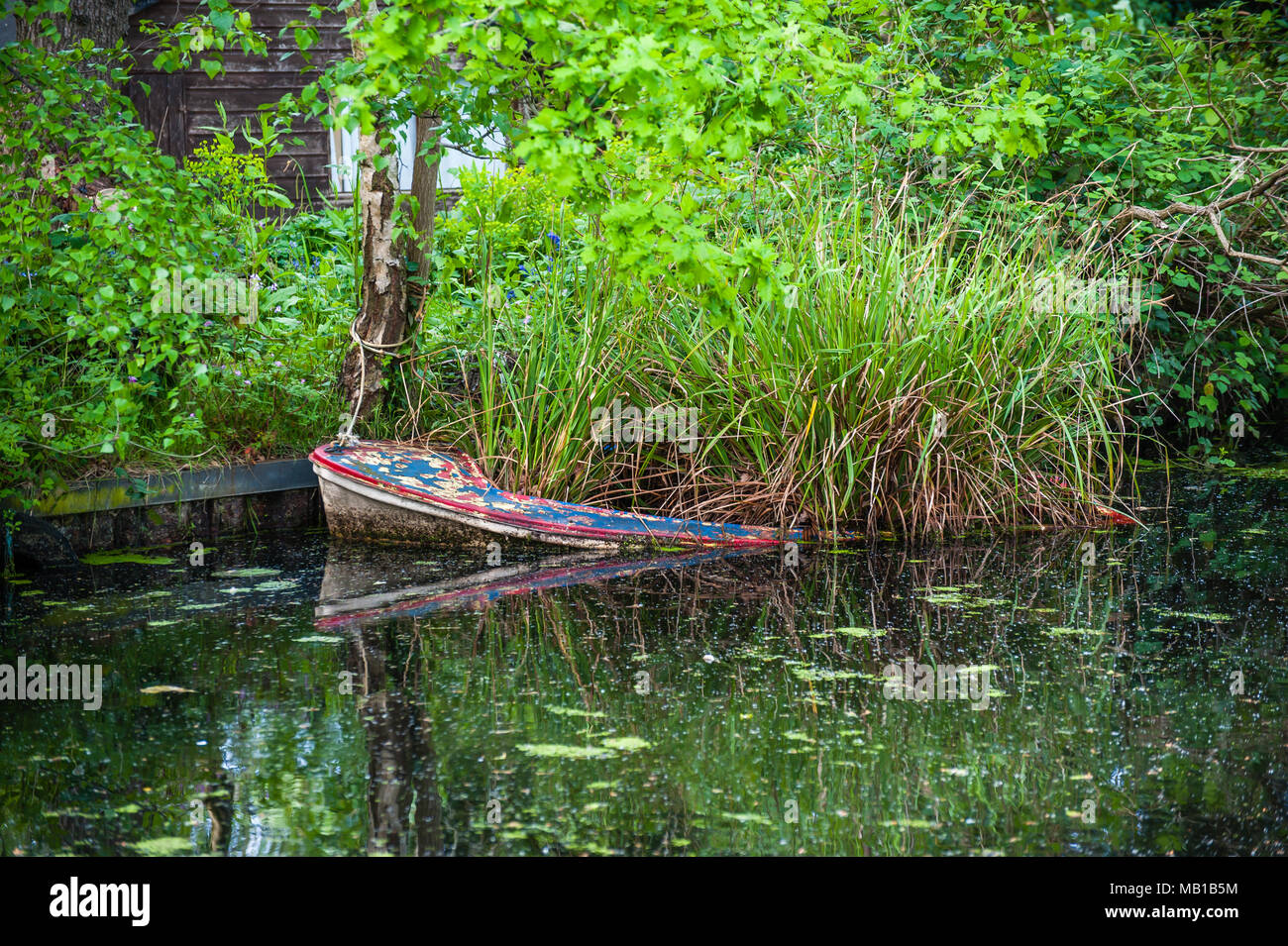 A derelict rowing boat being over grown by water reeds slowing sinking into a canal Stock Photo