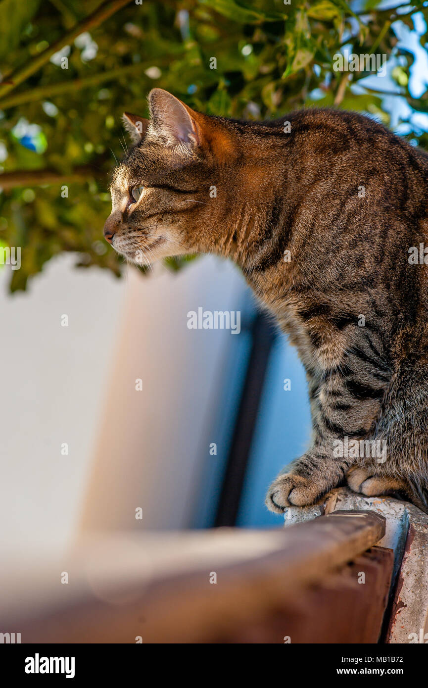 A tabby cat sits on a garden fence bathed in beautiful Summer sunshine ...