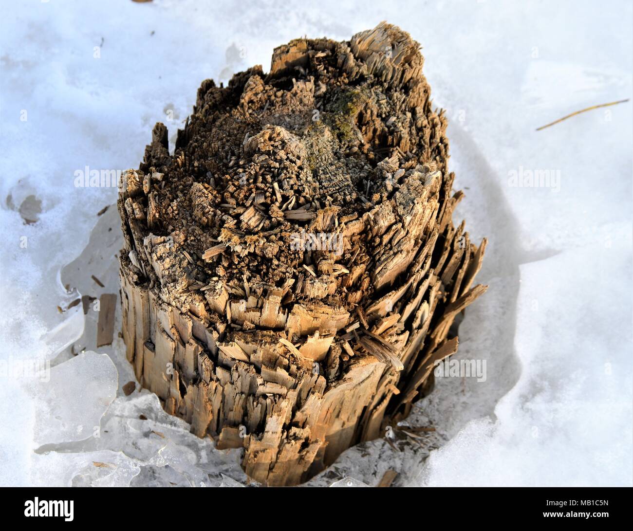 Wood Frozen in Lake Stock Photo