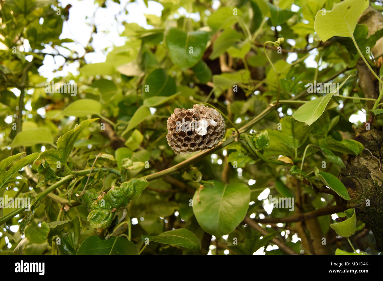 Wasp nest hanguing in a maracujá tree Stock Photo