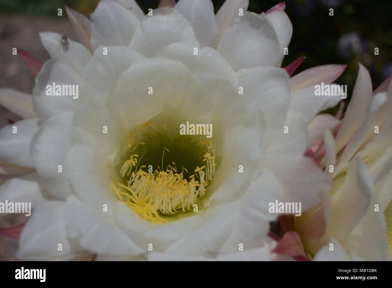 These flowers bloom only about once every two months there bloom