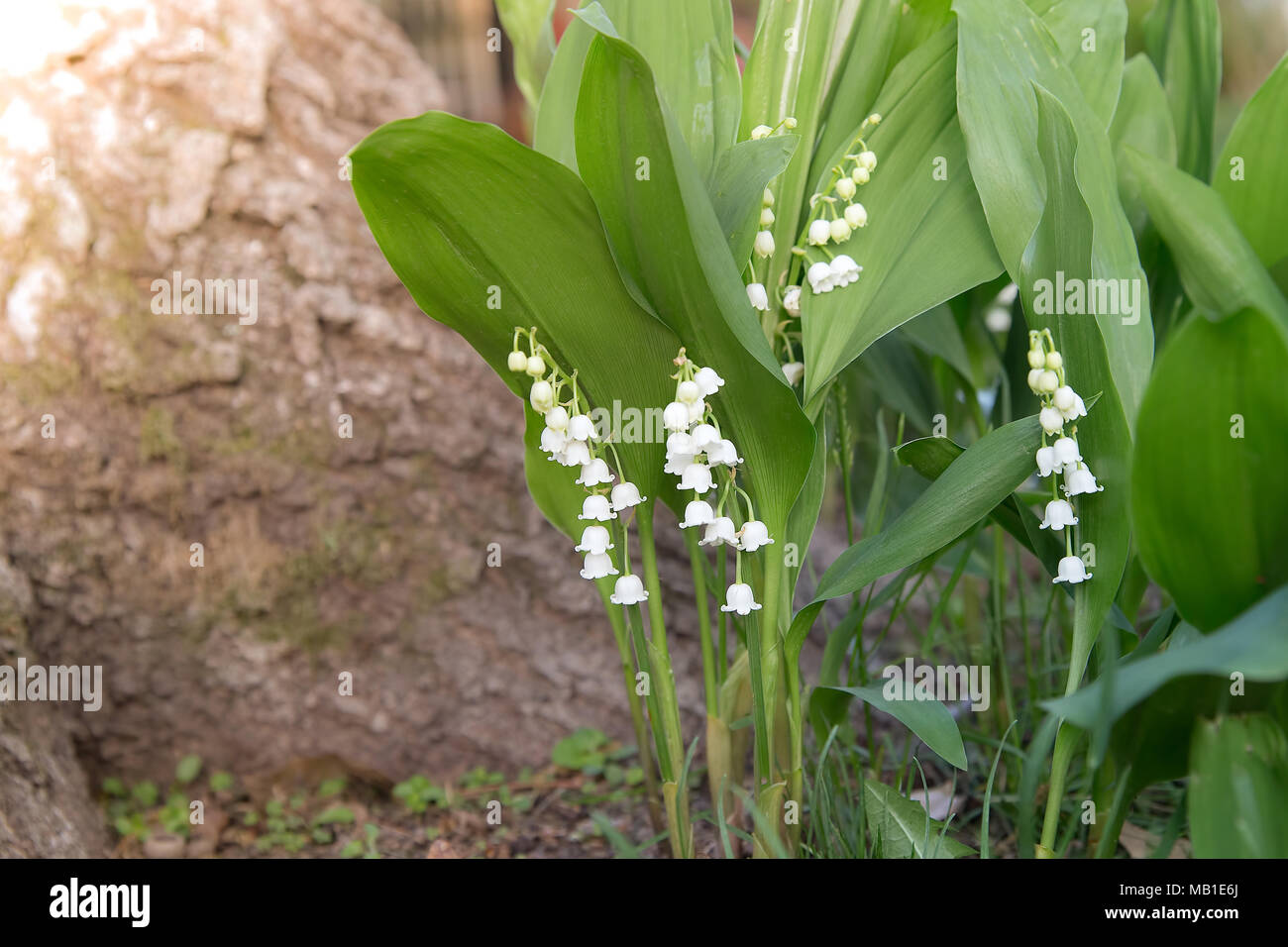 White Bell Shaped Flowers High Resolution Stock Photography and Images -  Alamy