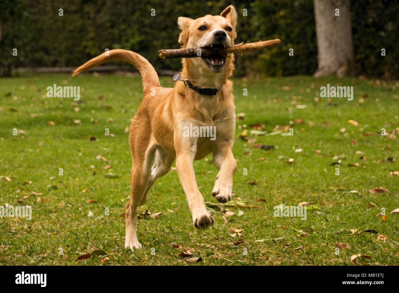 rescue dog running with branch Stock Photo - Alamy