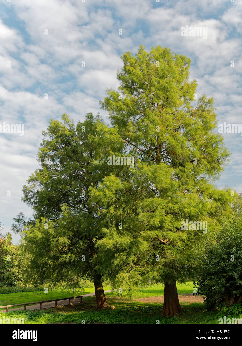 tropical deciduous trees in the park, blue and slightly cloudy sky on a sunny day Stock Photo