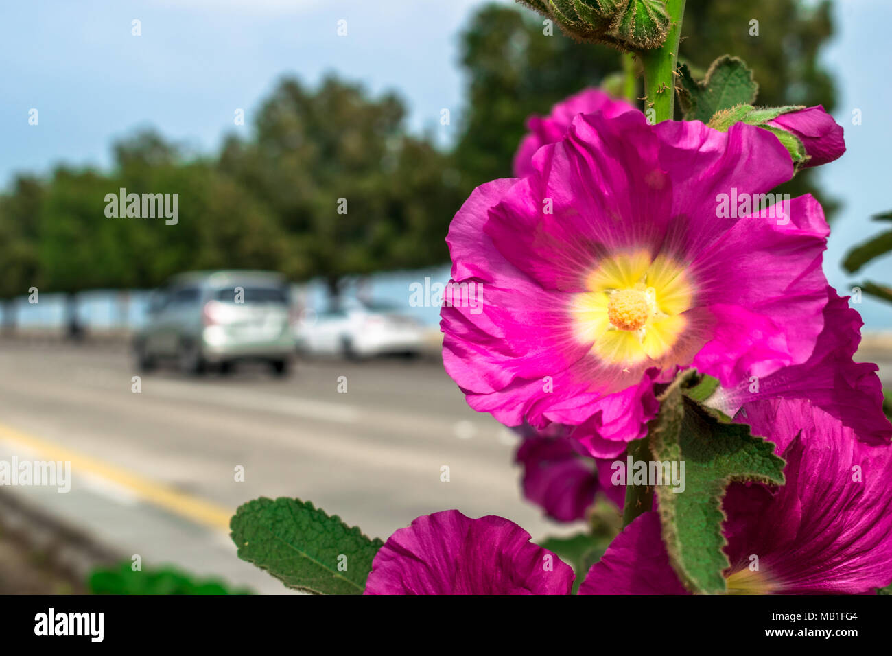 purple and blooming beautiful spring flowers Stock Photo - Alamy