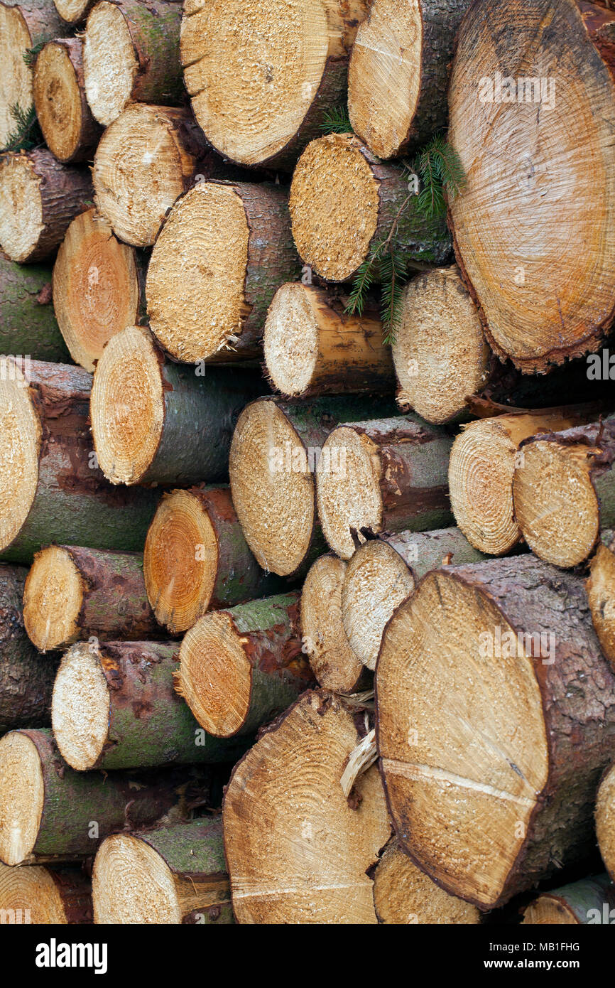 Norway Spruce High Resolution Stock Photography and Images Alamy