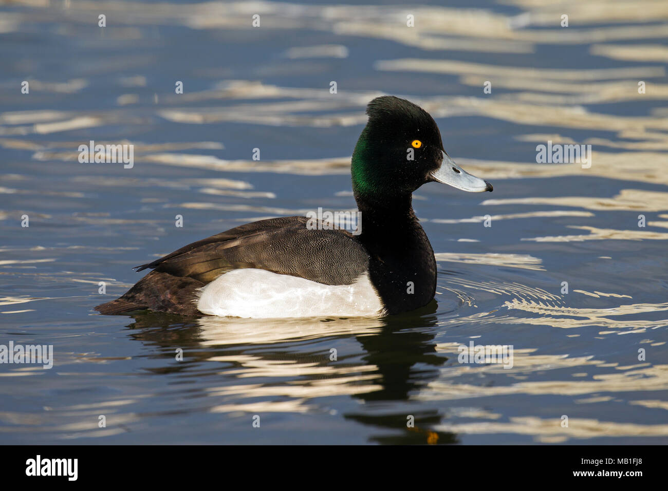 Tufted duck (Aythya fuligula) male swimming in lake Stock Photo