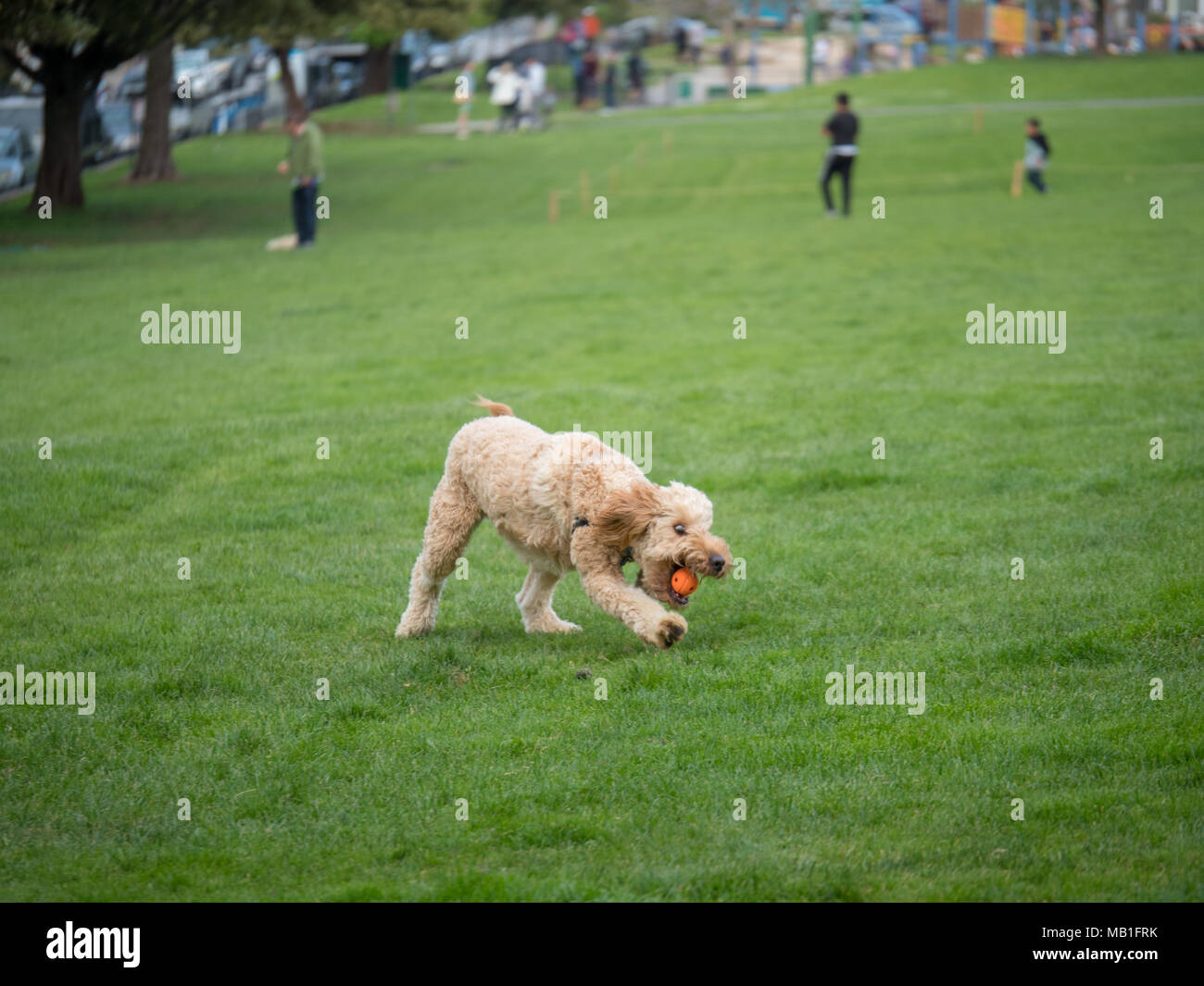 Golden doodle grabs ball while playing fetch at a park Stock Photo