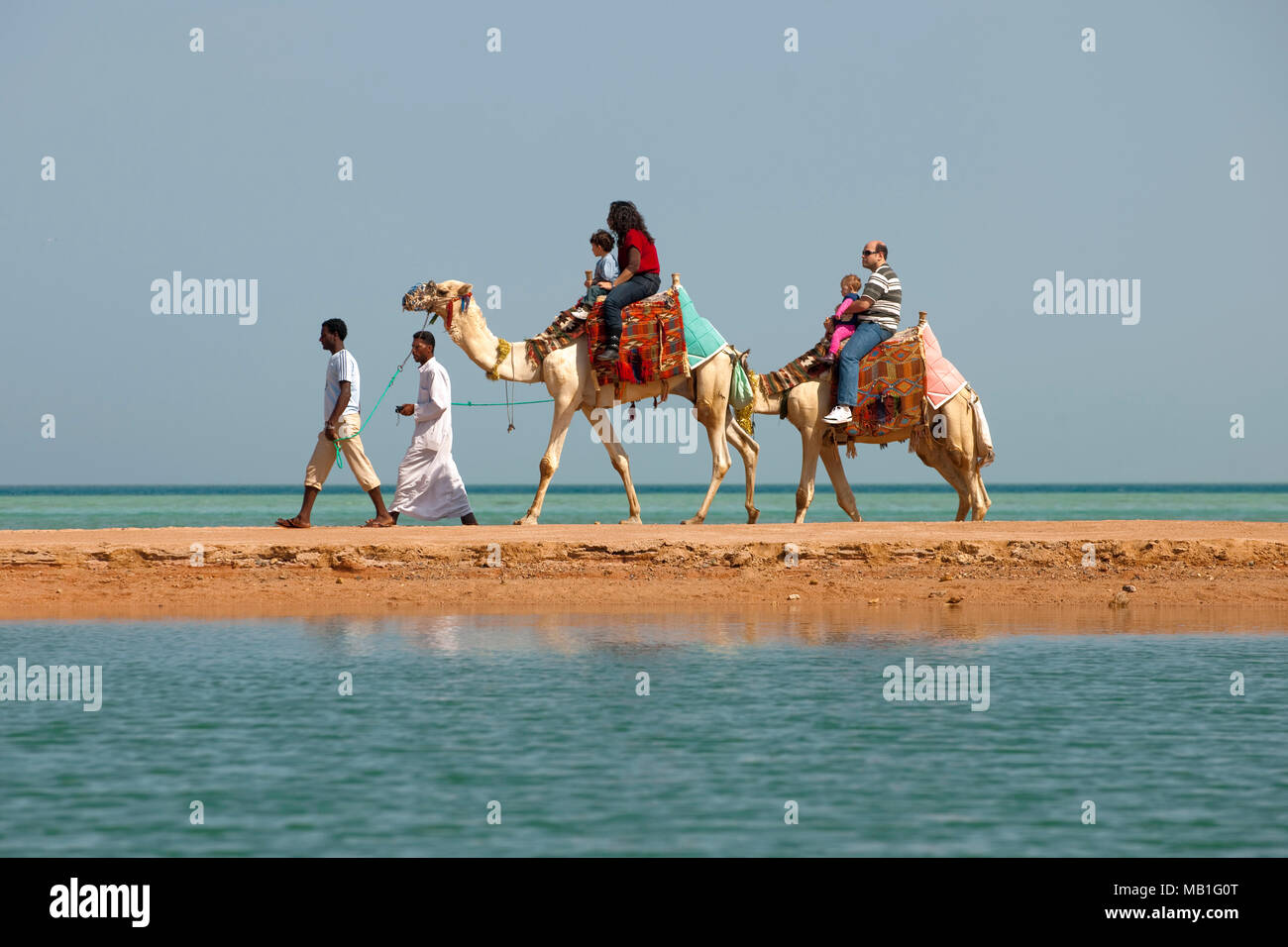 Ägypten, Kafr el Gouna, Mövenpick Resort & Spa, Dromedar am Strand Stock Photo