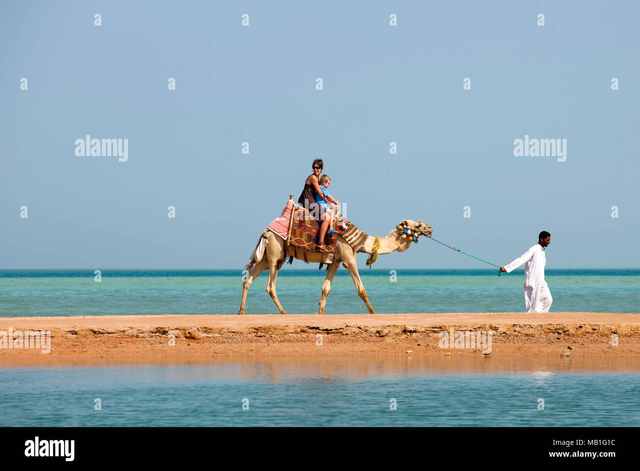 Aegypten, Kafr el Gouna, Mövenpick Resort & Spa, Dromedar am Strand Stock Photo