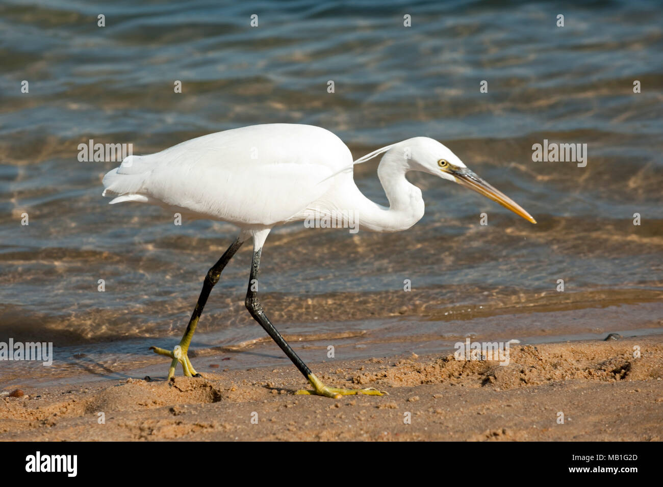 wasservogel 8 buchstaben mit m