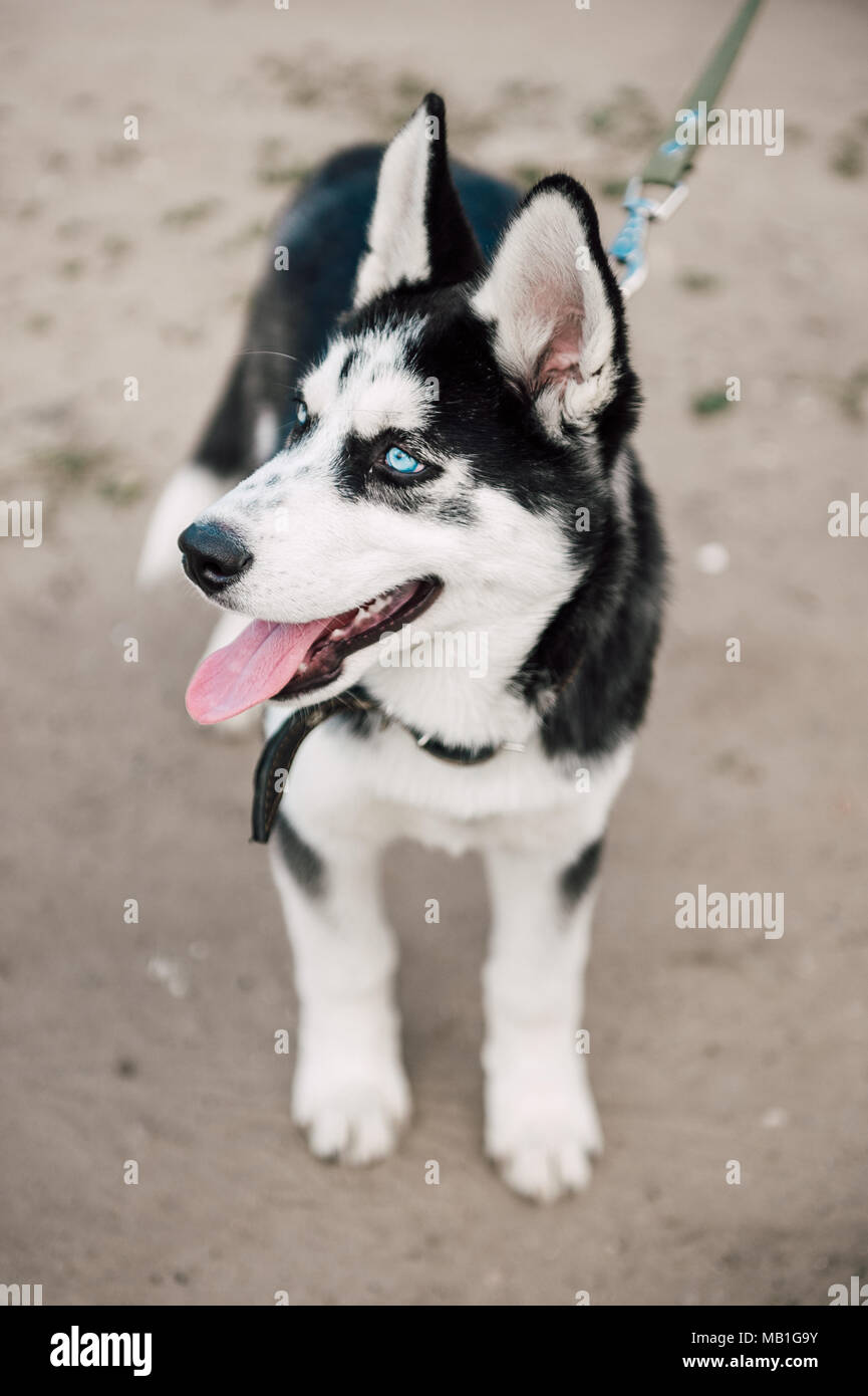 Cute Siberian Husky Puppy Dog With Blue Eyes Play Outdoors At Sunny Summer Weather Stock Photo Alamy
