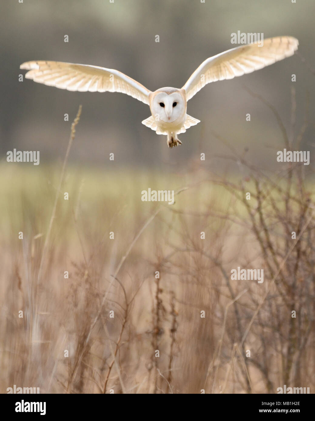 A wild barn owl hunts the grasslands of the yorkshire countryside. Stock Photo