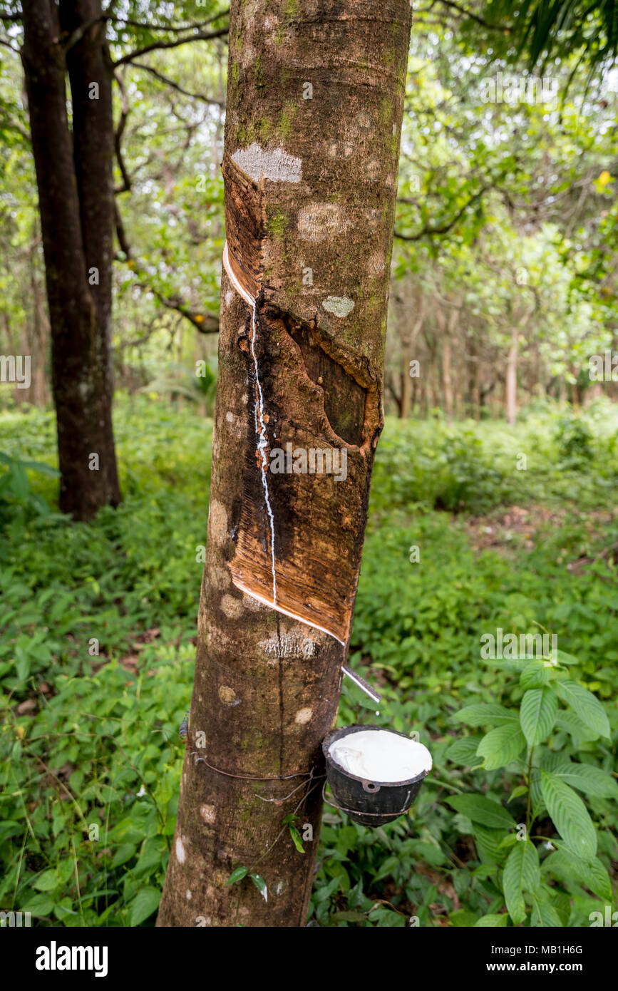 Rubber tree in the forest on Koh Phayam in Thailand Stock Photo