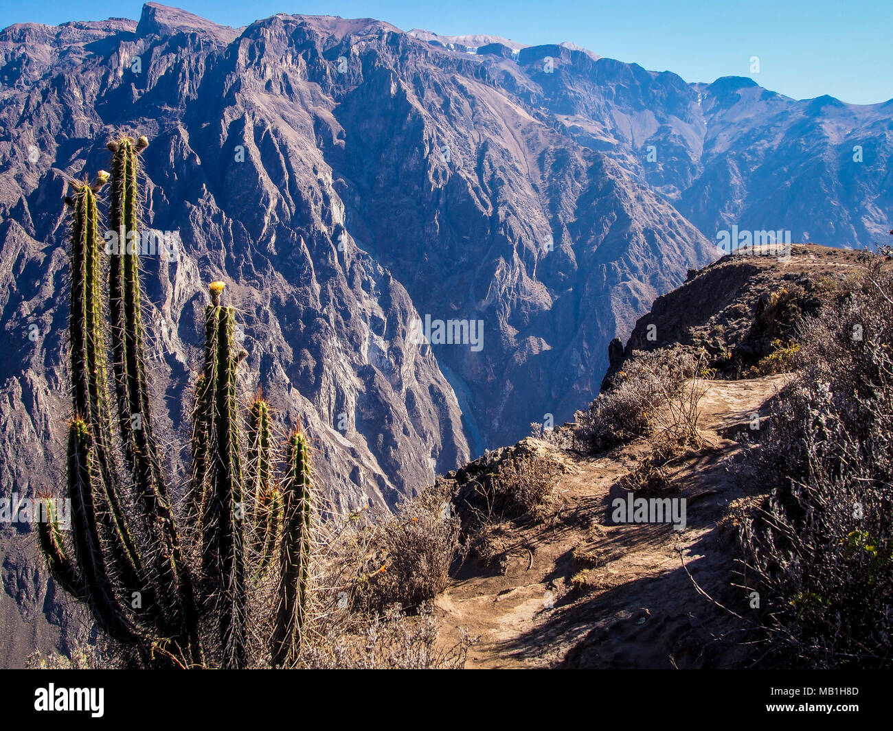 Arid landscape with a beautiful cactus in the Colca Canyon, Perú Stock Photo