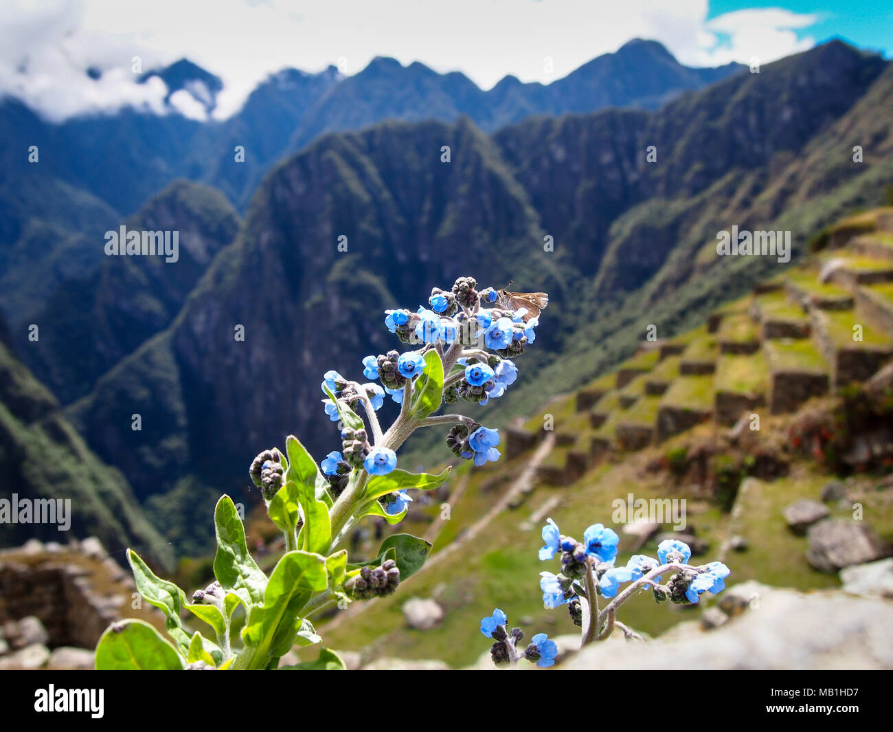 Butterfly on a flower and behind the city of Machu Picchu, Perú Stock ...