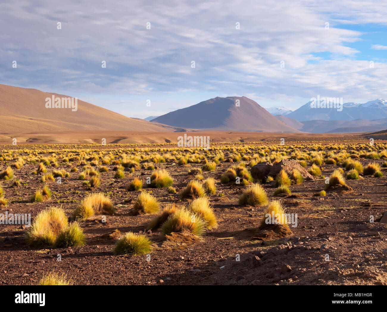 High altitude vegetation and foothills of the Andes Mountains, El Tatio, Chile Stock Photo