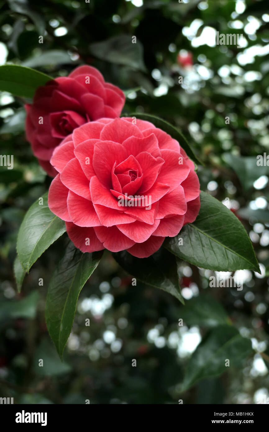 pink red camellia flowerheads of bush in blossom Stock Photo