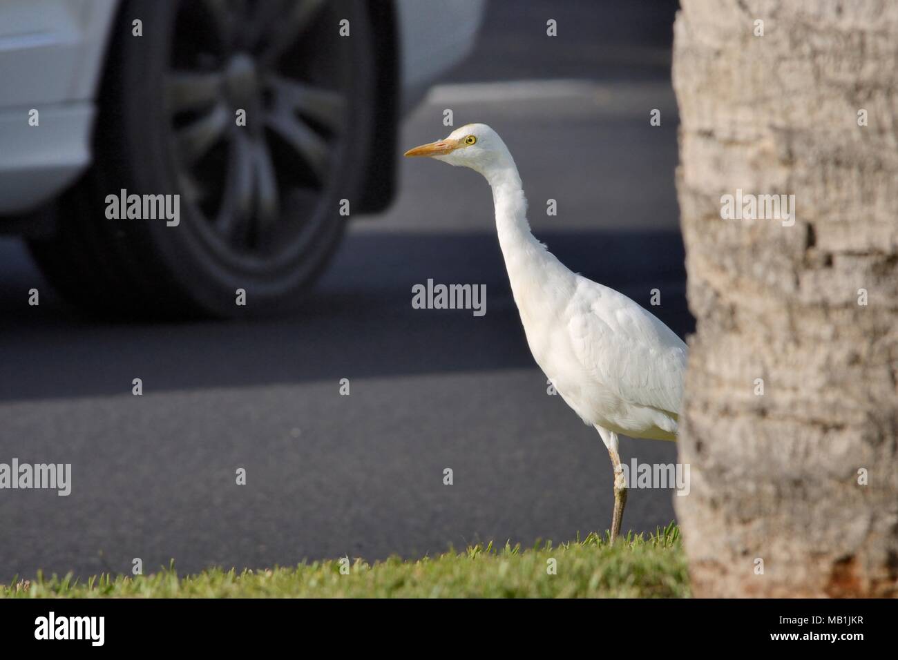 Cattle egret (Bubulcus ibis) foraging on a grassy road verge close to passing traffic, Fuerteventura, Canary Islands, May. Stock Photo
