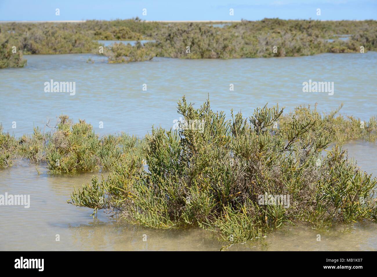 Glaucous glasswort (Arthrocnemum macrostachyum / glaucum) bushes partly submerged by a high tide in a coastal lagoon, Sotavento, Fuerteventura. Stock Photo