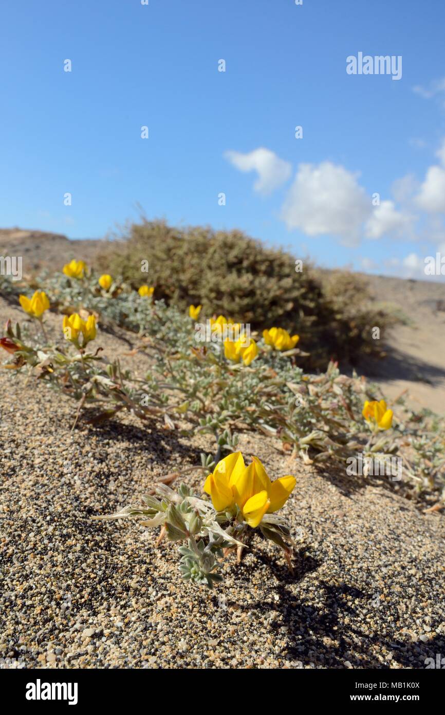 Lanzarote bird's foot trefoil / Hierbamuda (Lotus lancerottensis) flowering on sand dunes on coastal headland, Bahia de La Pared, Fuerteventura. Stock Photo