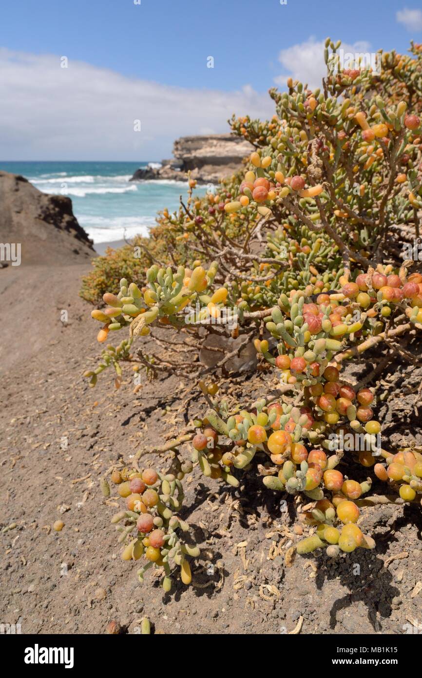 Sea grape / Uvas de mar (Zygophyllum / Tetraena fontanesii) bushes growing in gulley in volcanic rock cliffs leading down to a beach, Fuerteventura. Stock Photo