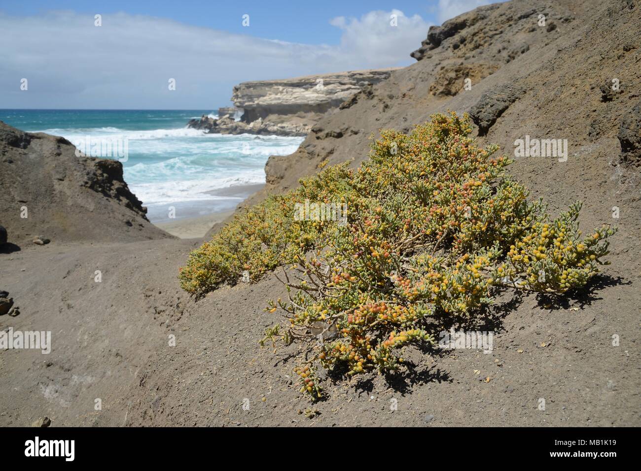 Sea grape / Uvas de mar (Zygophyllum / Tetraena fontanesii) bush growing in gulley in volcanic rock cliffs leading down to a beach, Fuerteventura. Stock Photo