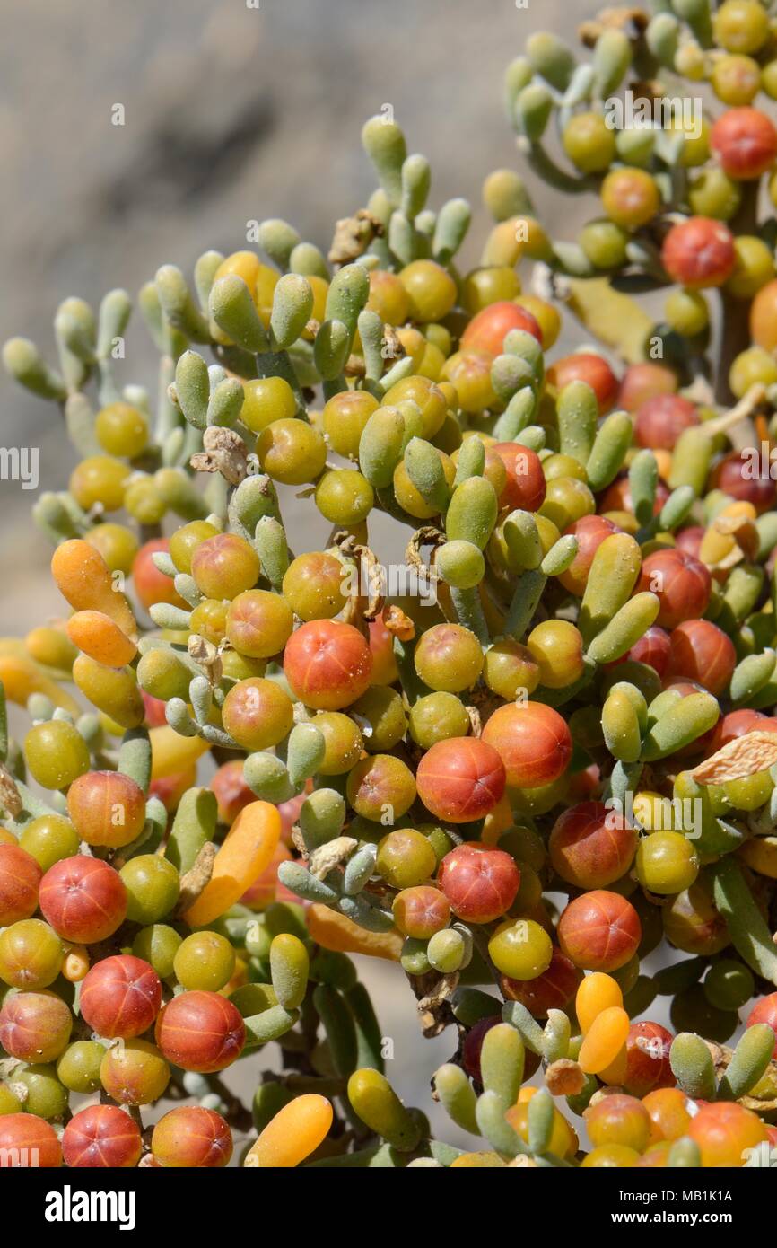 Sea grape / Uvas de mar (Zygophyllum / Tetraena fontanesii) fruits and leaves, La Pared, Fuerteventura, May. Stock Photo