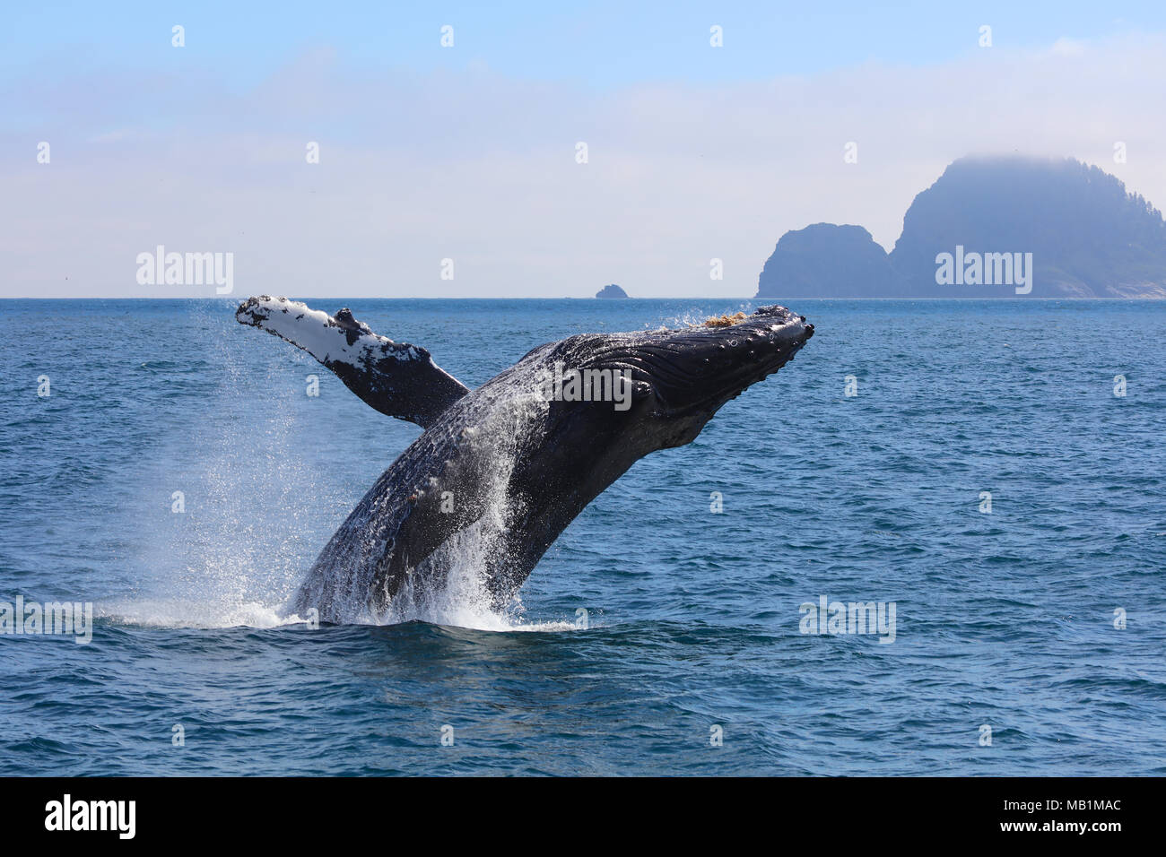 Humpback whale breaching out of the Pacific Ocean with mountain in the background in Kenai Fjords National Park, Alaska Stock Photo