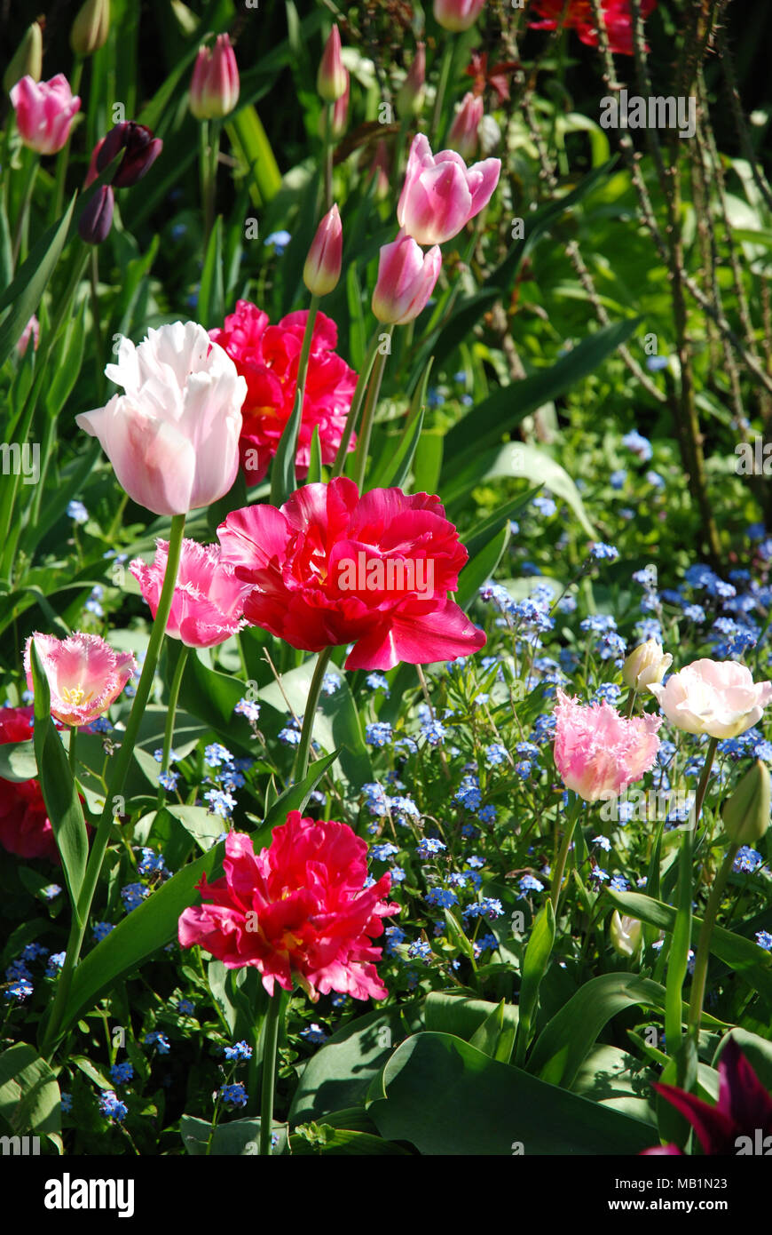 Spring flowers different types of tulips, parrot tulips, scarlet, pink and white Stock Photo