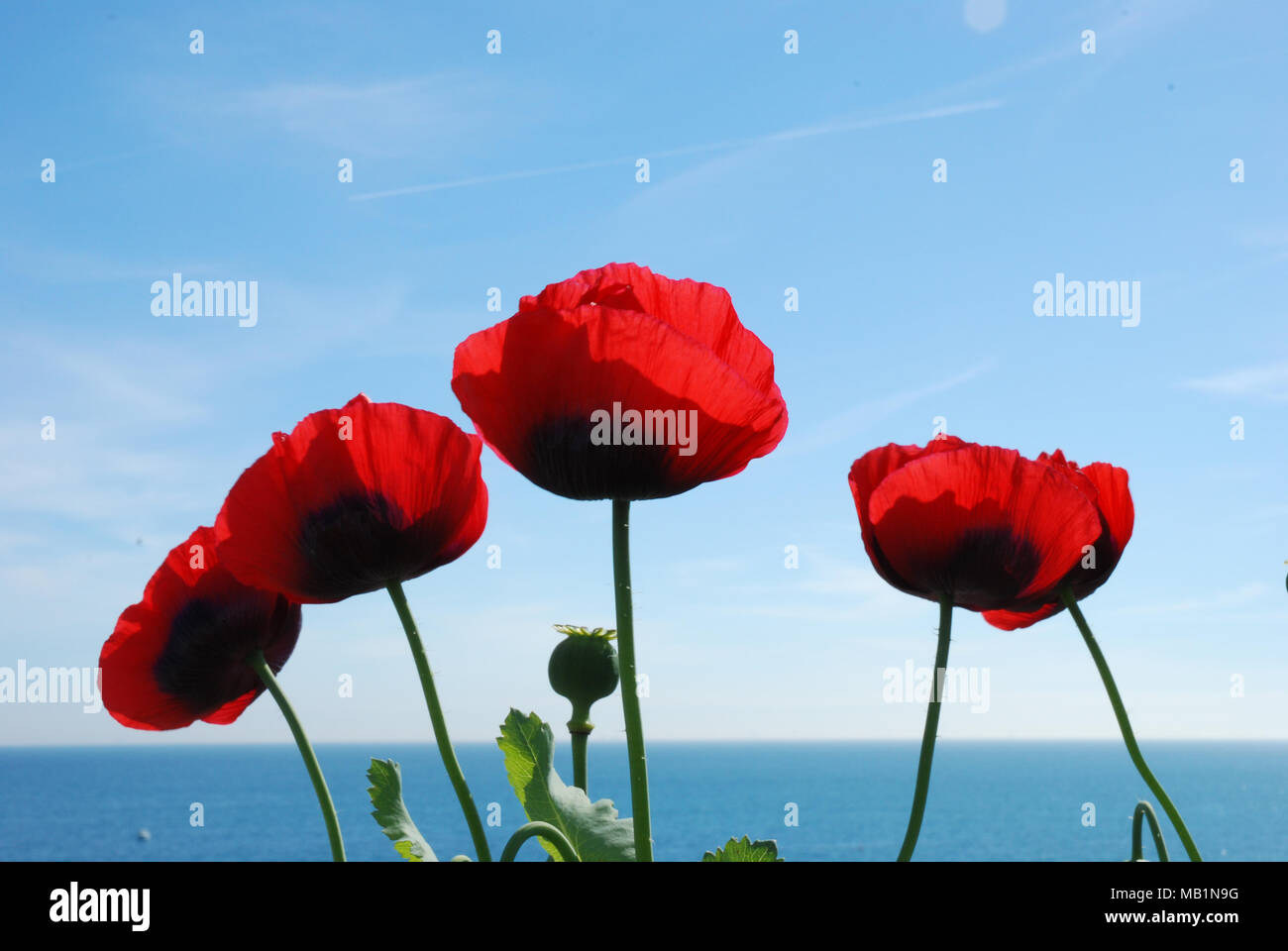 4 scarlet or red poppies with the sea in the background Stock Photo