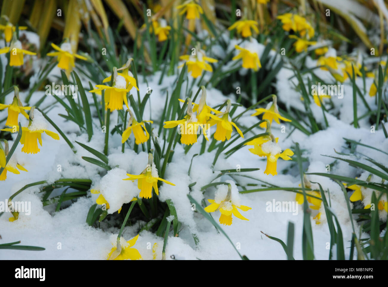 Daffodils in the snow Stock Photo