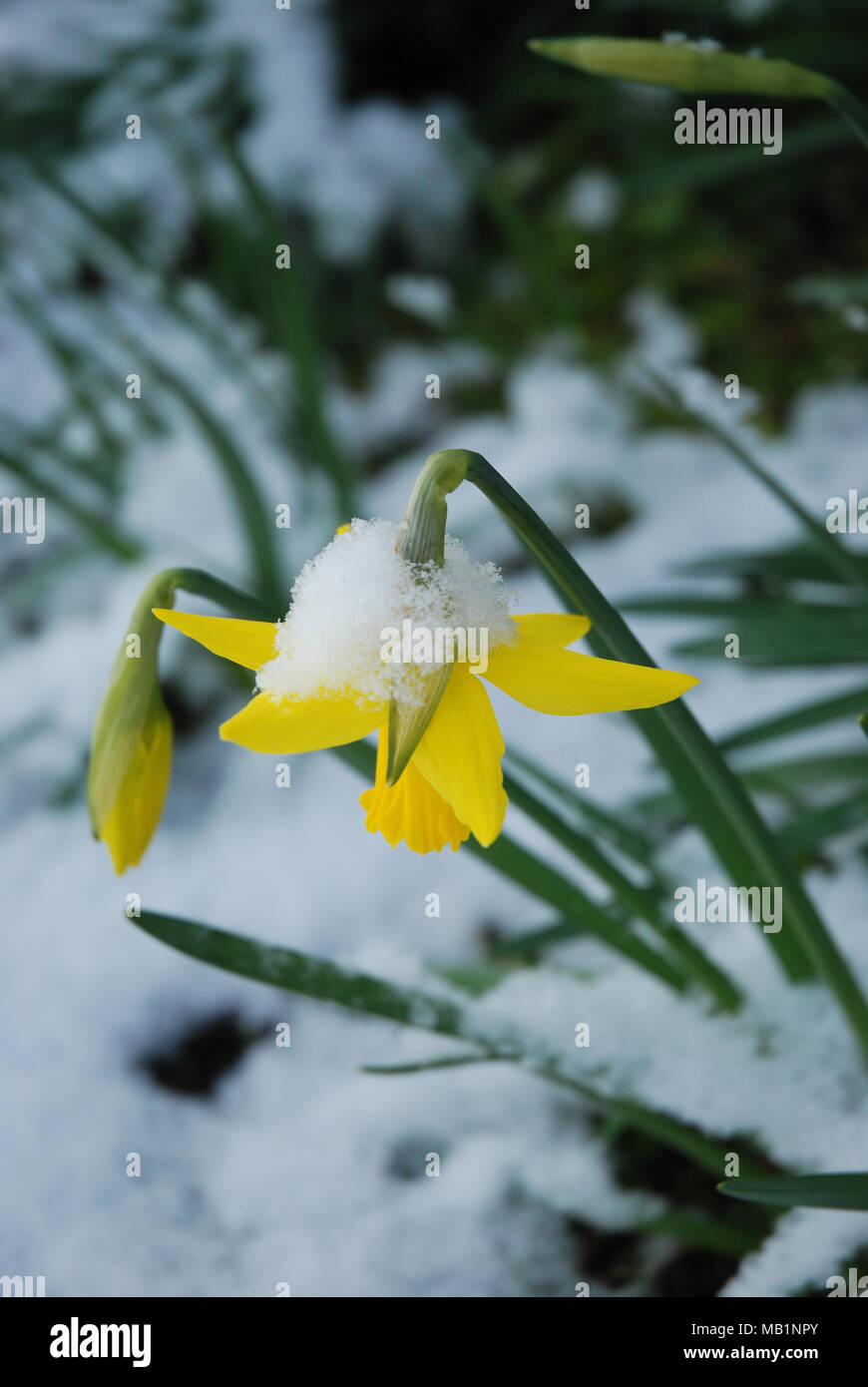 Daffodils in the snow Stock Photo