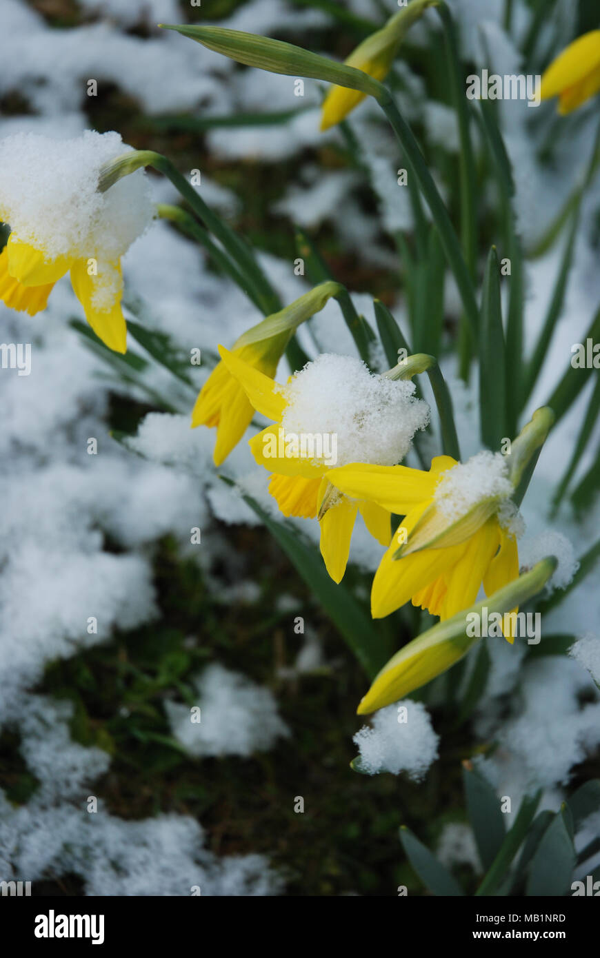 Daffodils in the snow Stock Photo