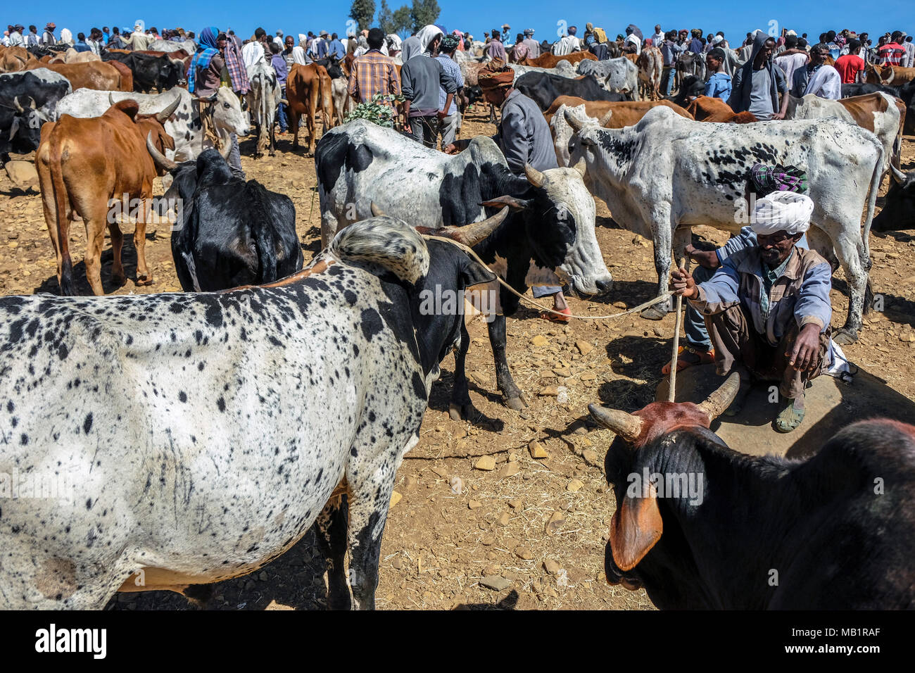 Aksum, Ethiopia - January 13, 2018: Unidentified people selling and buying animals at the animal market in Aksum, Ethiopia. Stock Photo