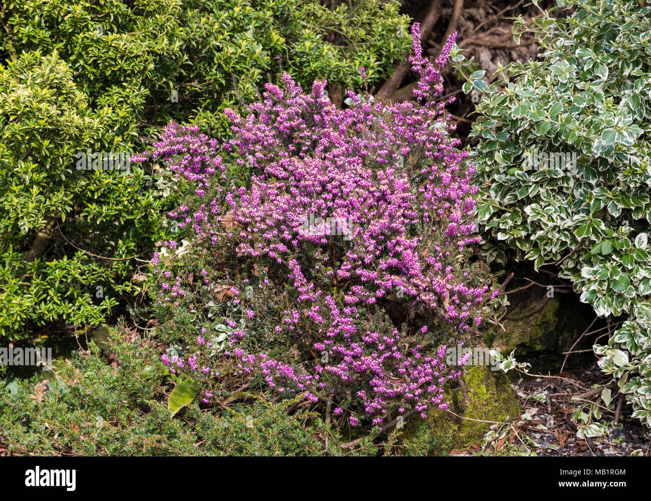 Purple Heather plant growing in Spring in West Sussex, England, UK. Stock Photo