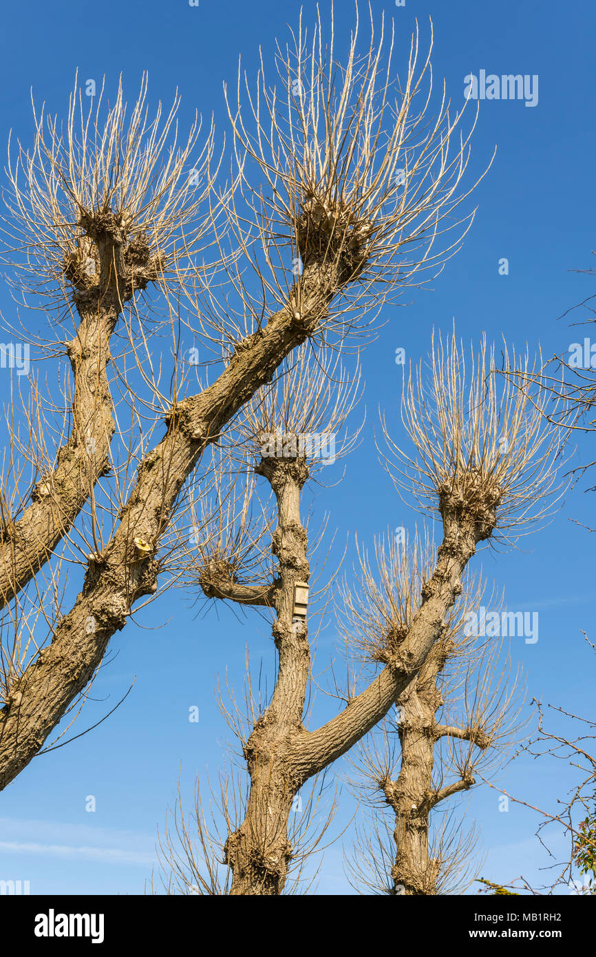 Pollarded trees starting to grow back in Spring after pollarding in the UK. Stock Photo