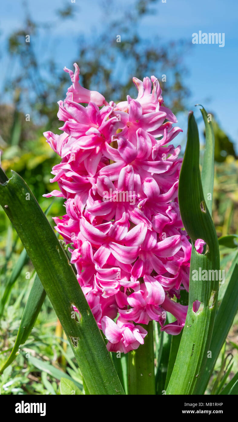 Pink Hyacinthus orientalis (Hyacinth, Common Hyacinth, Garden Hyacinth, Dutch Hyacinth) blooming in Spring in the UK. Closeup portrait. Stock Photo
