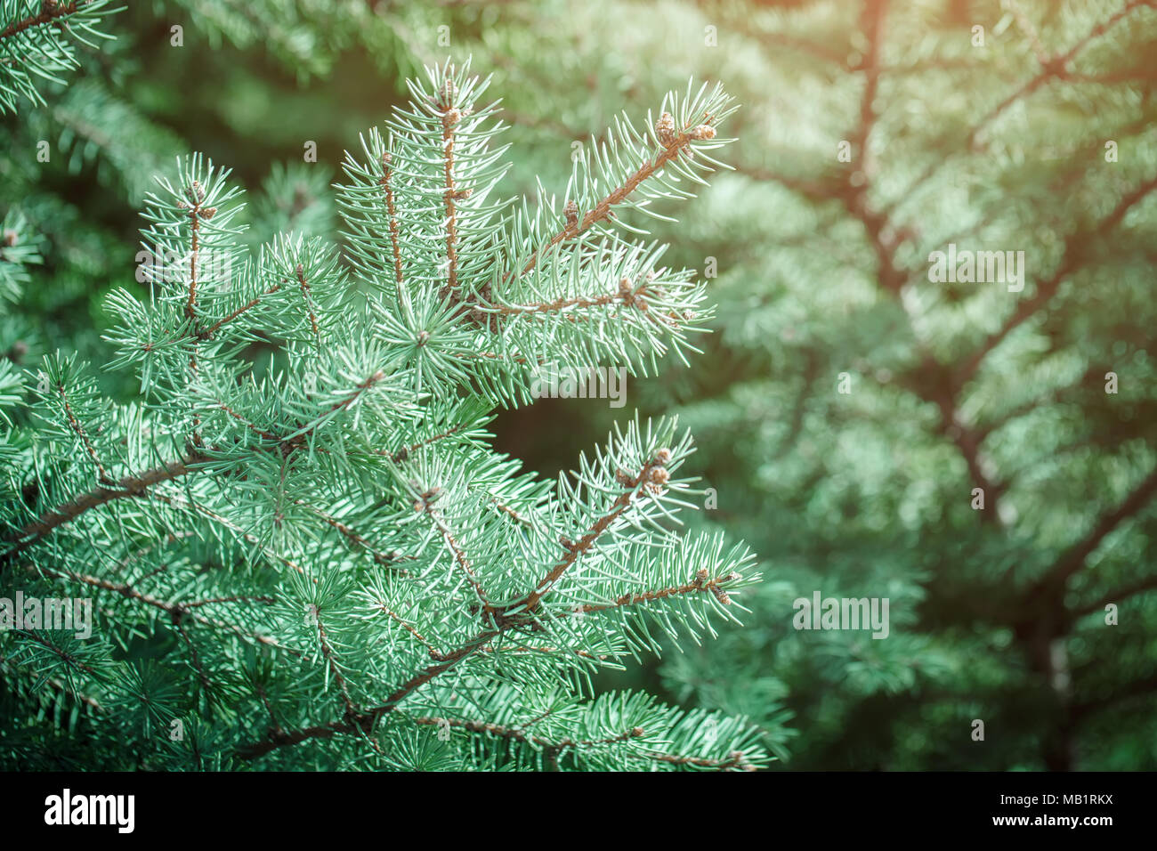 Green spruce branches as a textured background. Green spruce blue spruce. Selective focus. Stock Photo